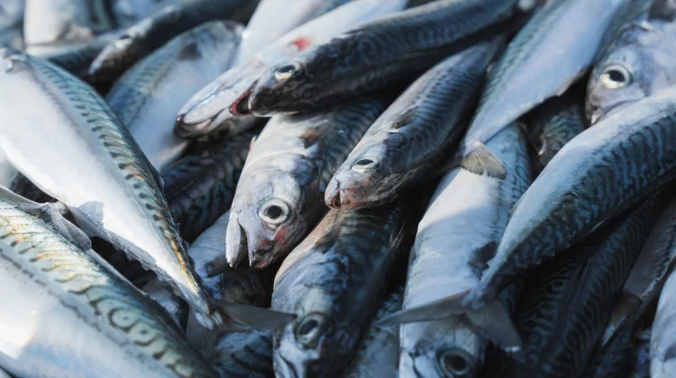 Tujuh Manfaat Makan Ikan Kembung bagi Kesehatan yang Perlu Diketahui