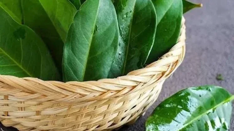 Daun Salam dan Asam Urat: Benarkah Berkhasiat?