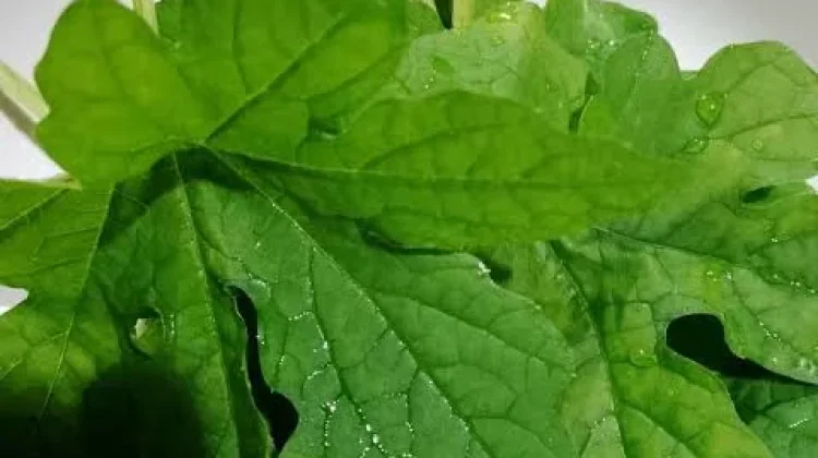 Mengenal Manfaat dan Khasiat Daun Pare, Sayuran Tradisional yang Kaya Potensi