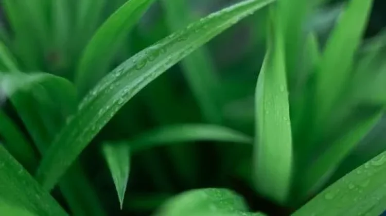 Jenis-Jenis Daun Pandan