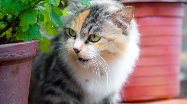 Lima Tanaman yang Dibenci Kucing Taruh Dihalaman agar Kucing Menjauh