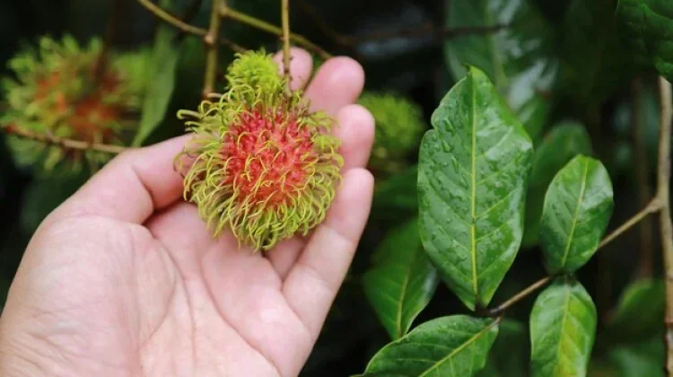Khasiat Daun Rambutan yang Jarang diketahui untuk Kesehatan