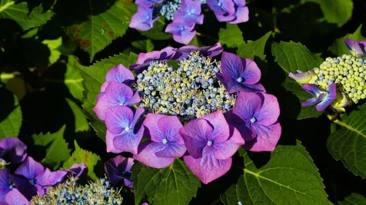 Bunga Hydrangea: Keindahan, Makna, dan Cara Merawatnya