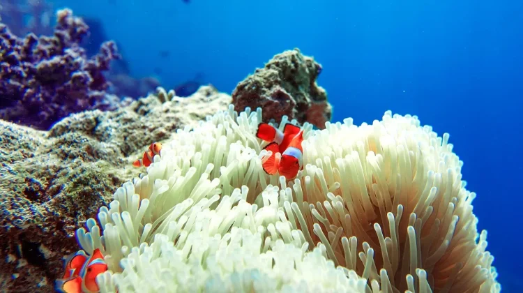 Anemon Laut: Hewan Laut yang Indah dan Unik