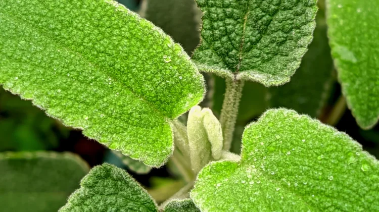 Daun Sage bumbu masakan dikenal baik untuk kesehatan