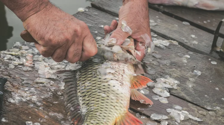 Fakta Unik tentang Sisik Ikan yang Jarang Diketahui