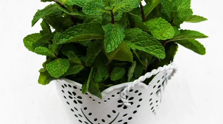 10 Manfaat Daun Mint yang baik untuk Kesehatan