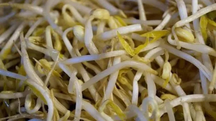 Tauge, Sayuran Kecil yang Kaya Manfaat