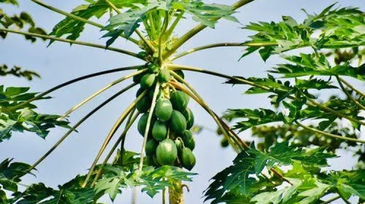 Cara Merawat Tanaman Pepaya agar Tumbuh Subur dan Berbuah Lebat