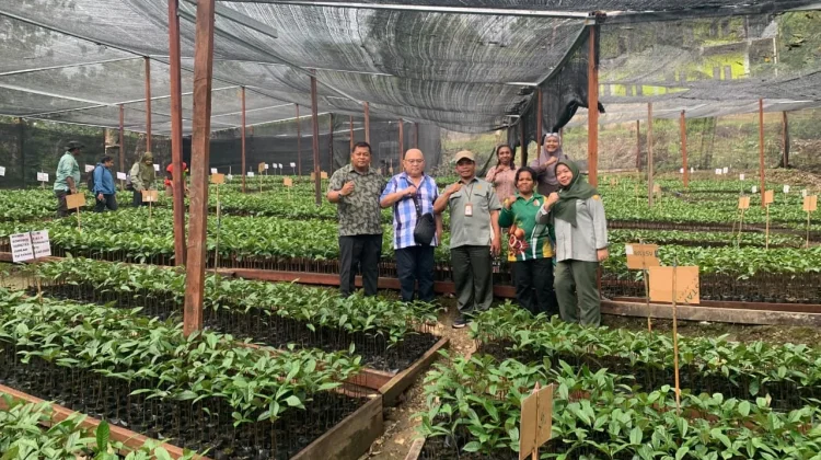 Hilirisasi Pala Tomandin dan Peremajaan Kelapa Mulai Dimatangkan di Fakfak