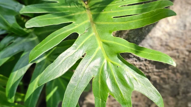 Sembilan Pohon Buah dengan Bentuk Daun yang Menarik