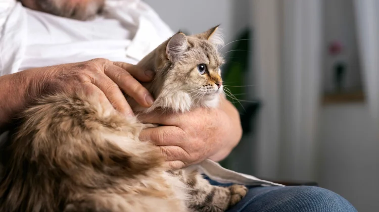 Berikut Ras Kucing Tertua di Dunia yang Masih Ada hingga saat Ini