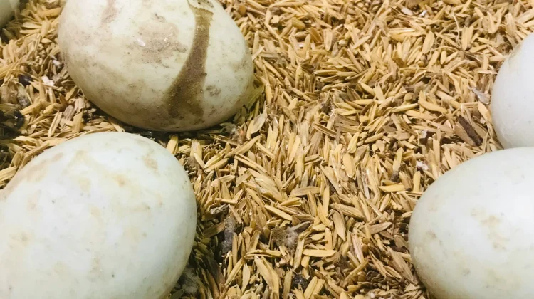 Bolehkah Telur Angsa Dikonsumsi ini Penjelasannya