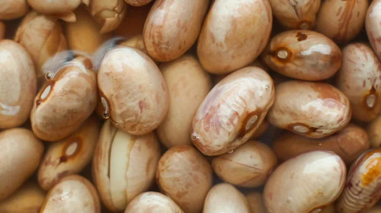 Fakta Unik Kacang Arab: Si Kecil yang Kaya Protein dan Serat