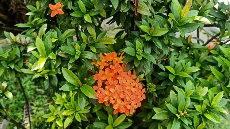 Sepuluh Tanaman Pagar yang Cocok Percantik Halaman Sempit