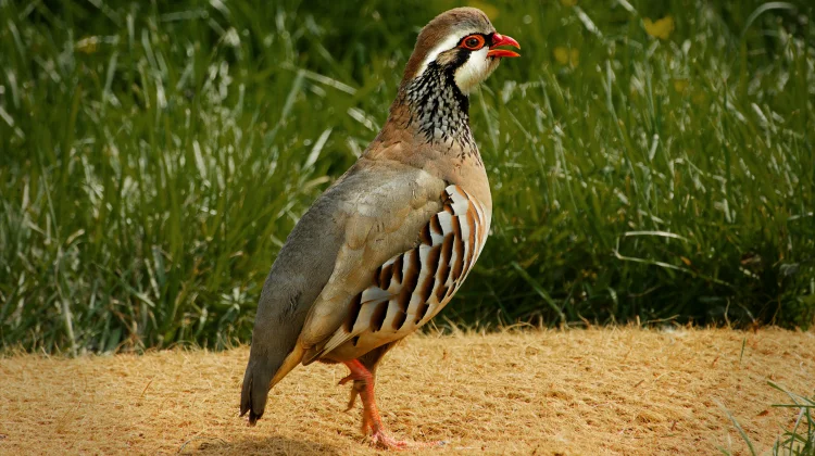Fakta Unik Ayam Hutan Jarang diketahui