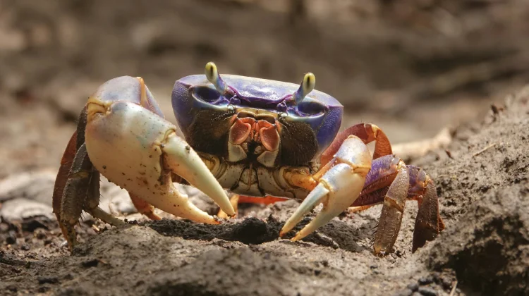 Mengenal Berbagai Jenis Kepiting yang Ada di Indonesia