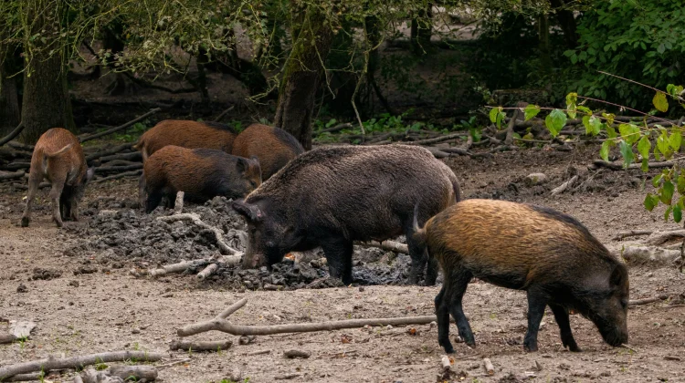Fakta Unik Babi Hutan yang Jarang Diketahui
