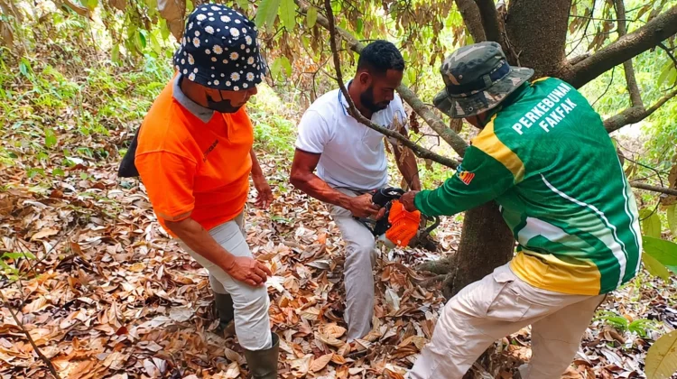 Brigade Pala Tomandin Bergerak Selamatkan Tanaman Terdampak Kekeringan