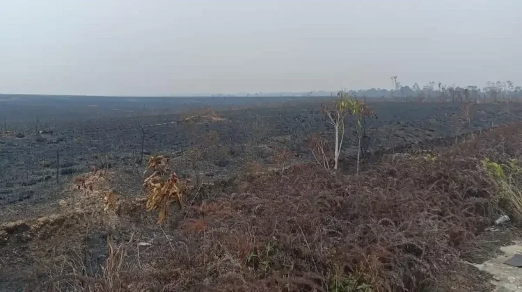 Karhutla Berulang Mengubah Wajah Padang Teletubbies Distrik Bomberai