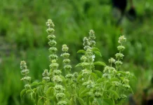 Daun Kemangi Miliki Manfaat Kesehatan Berbasis Ilmiah