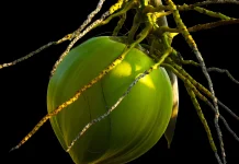 Khasiat Tersembunyi Air Kelapa Muda Bagi Kesehatan