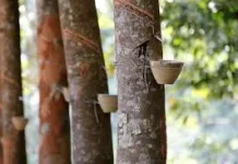 Pohon Damar: Si Penghasil Getah Bernilai Tinggi dari Hutan Tropis