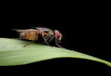 Fakta Unik tentang Lalat Tsetse (Glossina) dan Dampaknya
