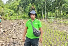 Pendampingan Intensif Nenas Perkuat Ketahanan Pangan