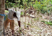 Budidaya Nenas di Sukuru Tuare menuju Wisata Buah