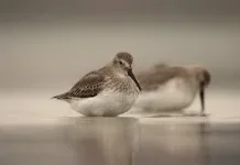 Burung Dunlin: Perenang Kecil yang Lincah