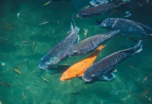 Fakta Unik Ikan Pembersih dan Nilai Gizinya