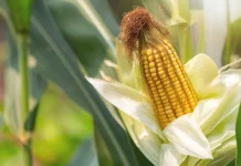 Jagung Kaya Vitamin Mineral Menurut Penelitian Ilmiah Terkini