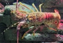Lobster Dapat Hidup Hampir tanpa Batas Usia