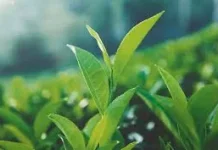 Asal Usul Daun Teh: Dari Pegunungan Tiongkok ke Seluruh Dunia