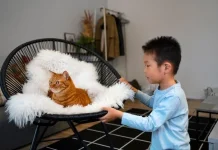 Manfaat  Lain Dirumah Punya Piaraan Kucing