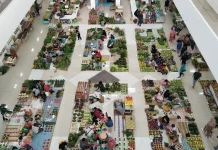Bantuan Pertanian Dukung Ketersediaan Sayur di Pasaran Fakfak