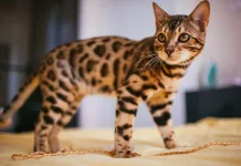 Keunikan Kucing Serval yang Mirip Harimau dan Cheetah