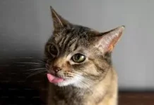 Fakta Menarik tentang Rahang Kucing