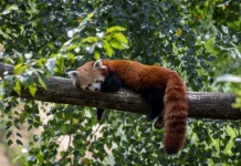 Mengintip Kehidupan Rahasia Panda Merah di Hutan Bambu