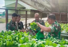 Danrem 182 Jazira Onim Panen Pakcoy Kebun Organik