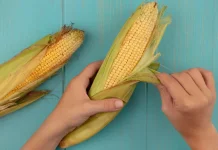 Kulit Jagung Dapat Dimanfaatkan untuk Kesehatan