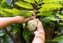 Kenali Efek Samping Konsumsi Buah Serikaya bila Berlebihan