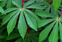 Daun Singkong Pangan Lokal Bergizi Tinggi untuk Kesehatan