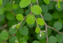 Tanaman Bidara: Warisan Herbal dengan Segudang Manfaat untuk Kesehatan