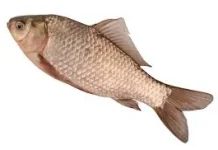 Ikan Mas: Ikan Air Tawar Populer dengan Beragam Manfaat Kesehatan