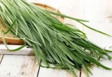 Tanaman Kucai: Sayuran Aromatik dengan Segudang Manfaat Kesehatan