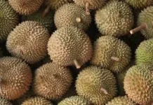 Manfaat Buah Durian bagi Tubuh