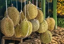 Jenis-Jenis Durian yang Populer di Asia Tenggara