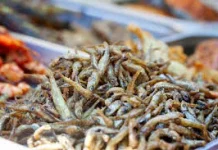 Ikan Teri: Kecil Ukurannya, Besar Manfaatnya